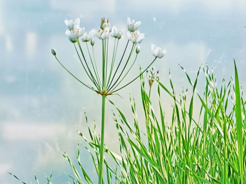 Preview: Schwanenblume weiß "Schneewittchen" - Butomus umbellatus alba